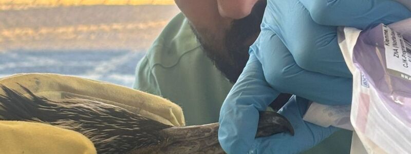 Der Vogel hatte einen für ihn gefährlichen Angelhaken im Schnabel. - Foto: -/Feuerwehr Bremen/dpa