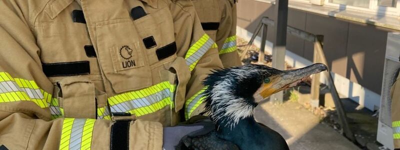 Die Feuerwehr rettet auch regelmäßig Tiere in Not. - Foto: -/Feuerwehr Bremen/dpa