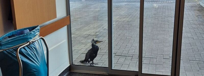 Der Kormoran stand am Sonntag vor der Notaufnahme. - Foto: -/Feuerwehr Bremen/dpa