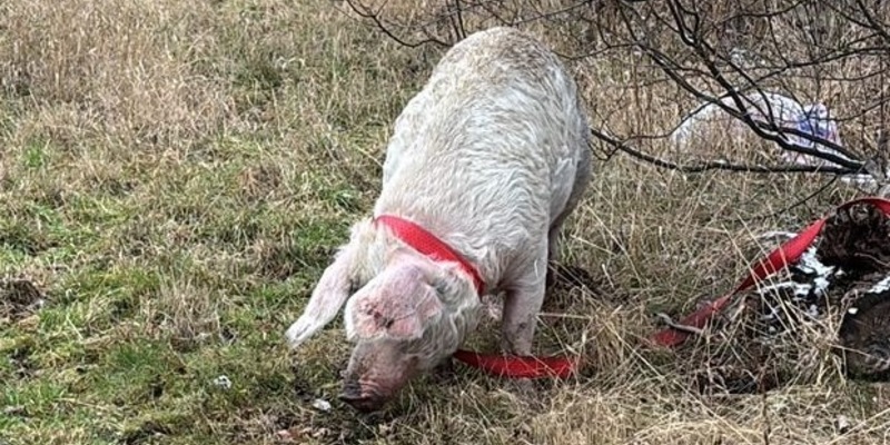POL-GS: Pressemitteilungen der Polizeiinspektion Goslar vom 17.02.2026 - Foto: presseportal.de