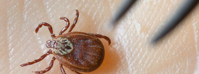 Zecken sind inzwischen ganzjährig aktiv, sie erobern selbst kühle Berglagen und verbreiten das FSME-Virus in ganz Deutschland.(Symboldbild)  - Foto: Patrick Pleul/dpa-Zentralbild/dpa