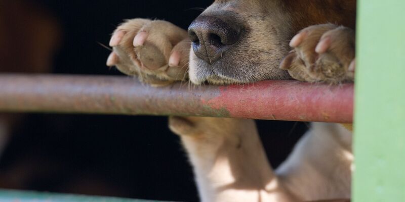 In Absprache mit dem Veterinäramt war der Hund in die Quarantänestation eines Tierheims gebracht worden. (Symbolbild) - Foto: picture alliance / ZB