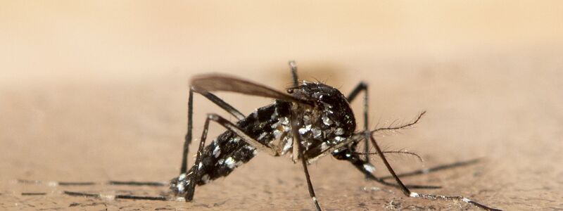 Italien, Frankreich, Spanien - bisher beschränken sich Ausbrüche der Tropenkrankheit Chikungunya auf südliche Regionen Europas. (Archivbild) - Foto: Ennio Leanza/KEYSTONE/dpa