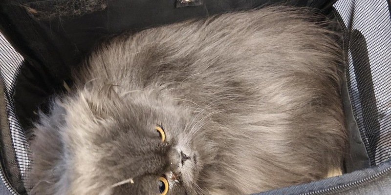 BPOL NRW: Aussetzung zweier Katzen am Bahnhof - Verursacher von Bundespolizei gestellt - Foto: presseportal.de