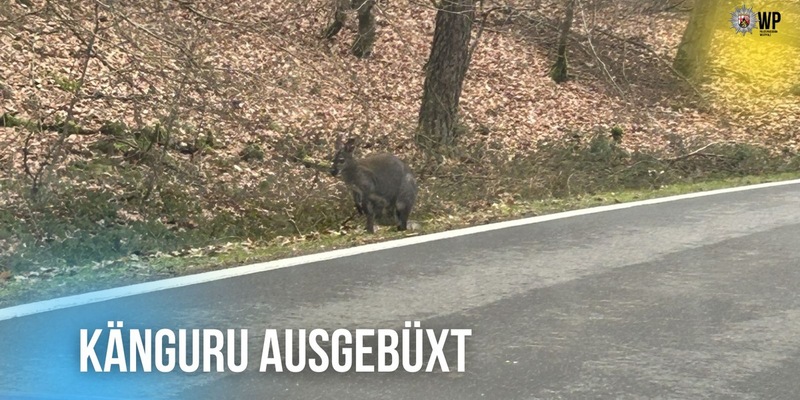 POL-PDKL: Kängurus ausgebüxt - Foto: presseportal.de
