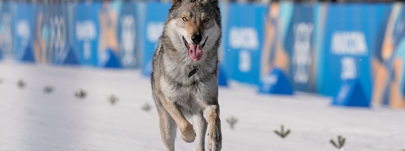 Nazgul, so der Name des Hundes, war vorher ausgebüxt. - Foto: Terje Pedersen/NTB/dpa