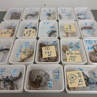 Tote Geckos liegen in Behältern nebeneinander auf einem Tisch. Die Tiere wurden bei einem Reptilienhalter in Unterfranken gefunden. - Foto: -/LRA Haßberge/dpa