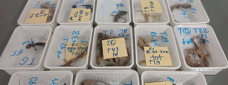 Tote Geckos liegen in Behältern nebeneinander auf einem Tisch. Die Tiere wurden bei einem Reptilienhalter in Unterfranken gefunden. - Foto: -/LRA Haßberge/dpa