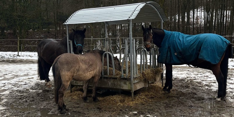 POL-DO: Tierische Gefahrenstellle auf der A 45: Polizei rettet drei Pferde von der Autobahn - Foto: presseportal.de