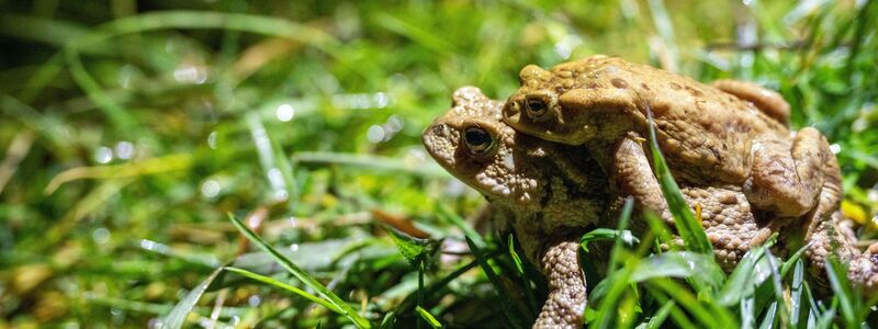 Manchmal auch per Taxi unterwegs: Kröten auf Wanderschaft. - Foto: Pia Bayer/dpa