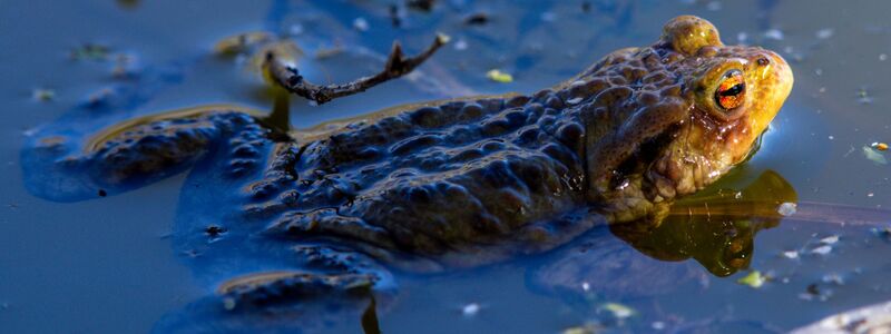 Das Erdkröten-Weibchen legt bis zu 6.000 Eier ab. (Archivbild) - Foto: Jens Büttner/dpa
