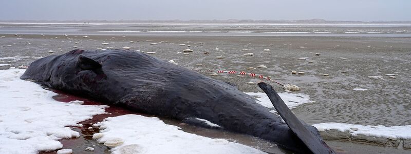 Manchmal verirren sich männliche Wale und geraten in flachere Gewässer.  - Foto: Mads Claus Rasmussen/Ritzau Scanpix/AP/dpa