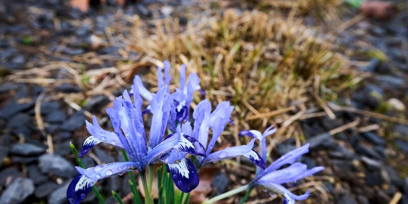 Die Temperaturen klettern in den nächsten Tagen in die Höhe. - Foto: Sascha Ditscher/dpa