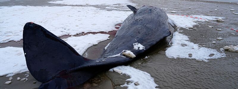 In Dänemark sind mehrere Wale gestrandet.  - Foto: Mads Claus Rasmussen/Ritzau Scanpix/AP/dpa