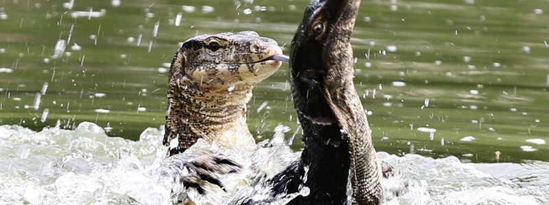 Bindenwarane halten sich besonders gern im Wasser auf. (Archivbild) - Foto: picture alliance / dpa