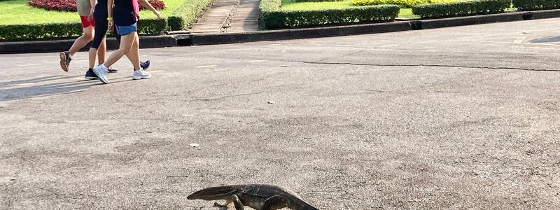 Manche erstarren vor Schreck, andere sind längst an die Riesenechsen in Bangkok berühmtestem Park gewöhnt. - Foto: Carola Frentzen/dpa