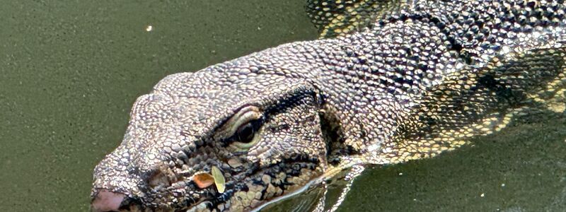 Oft lassen die Riesenechsen ihre dunkle, gespaltene Zunge hervorschnellen. - Foto: Carola Frentzen/dpa