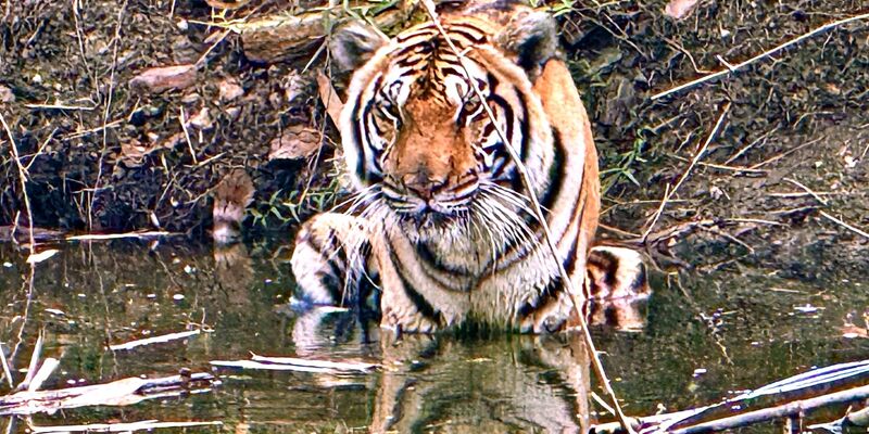 Innerhalb weniger Wochen starben in Nordthailand Dutzende Tiger - offenbar an einem Virus. (Archivbild) - Foto: Carola Frentzen/dpa