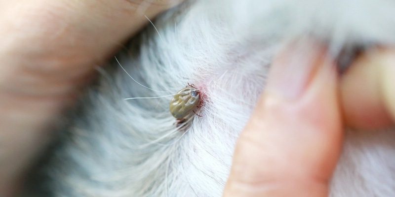 Zecken? Ganzjährig ein Thema: warum Tierhaltende jetzt handeln sollten - Foto: presseportal.de
