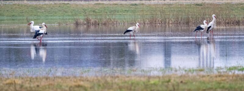 An eigenen Pegeln in Bayern ist die Meldestufe 3 überschritten. - Foto: Pia Bayer/dpa