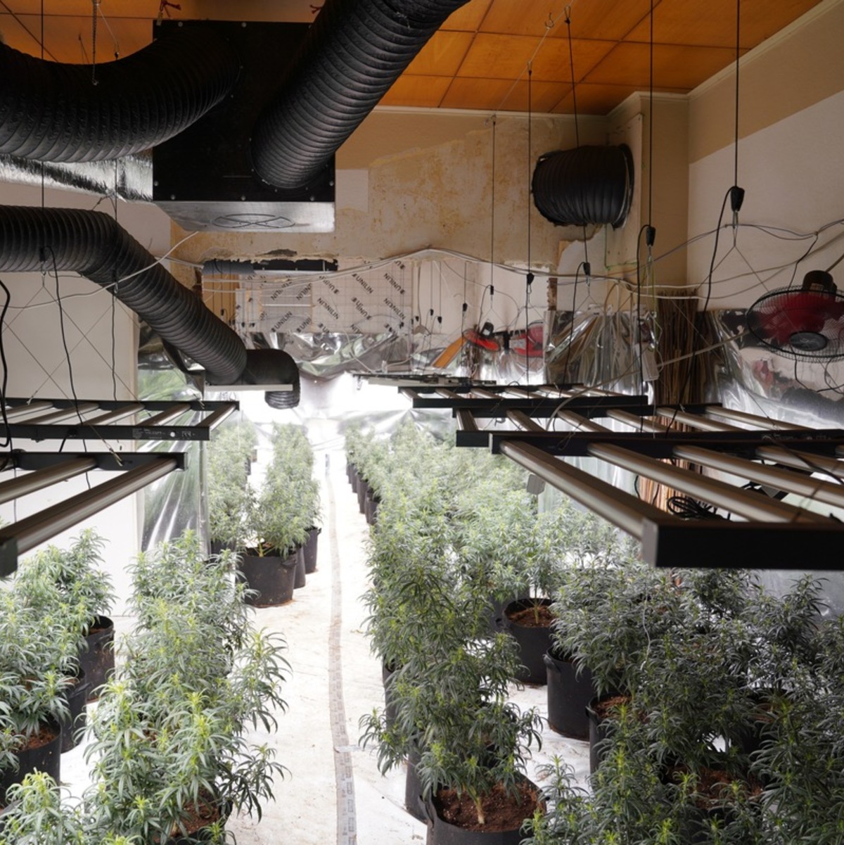 POL-GE: Cannabisplantage in leerstehendem Mehrfamilienhaus entdeckt - Foto: presseportal.de