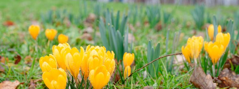Milde Temperaturen sind für die nächsten Tage vorhergesagt. - Foto: Uwe Anspach/dpa