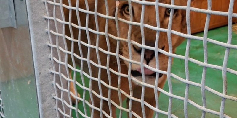 HZA-SB: Löwe Erion auf dem Weg in eine sichere Zukunft; Der Zoll begleitet Erions Ankunft in der Wildtierstation - Foto: presseportal.de