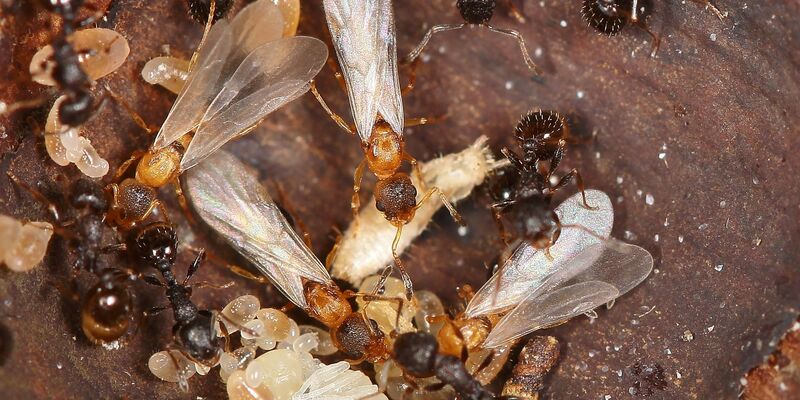 Hellbraune, geflügelte Ameisenköniginnen überfallen den Staat einer anderen Art und lassen dort den eigenen Nachwuchs aufziehen.  - Foto: Kyoichi Kinomura/Universität Regensburg/dpa