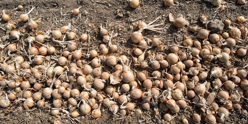 Deutschlands Gemüsebauern haben im vergangenen Jahr so viele Zwiebeln geerntet wie nie seit 1990. (Archivbild) - Foto: Klaus-Dietmar Gabbert/dpa-Zentralbild/ZB