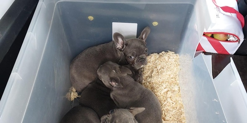 BPOLI LUD: Bundespolizei stoppt Transporter mit 13 Hunden an der Grenze - Foto: presseportal.de