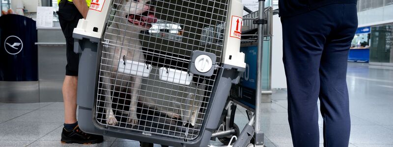 Bislang müssen größere Hunde in Transportboxen. (Symbolbild) - Foto: Sven Hoppe/dpa
