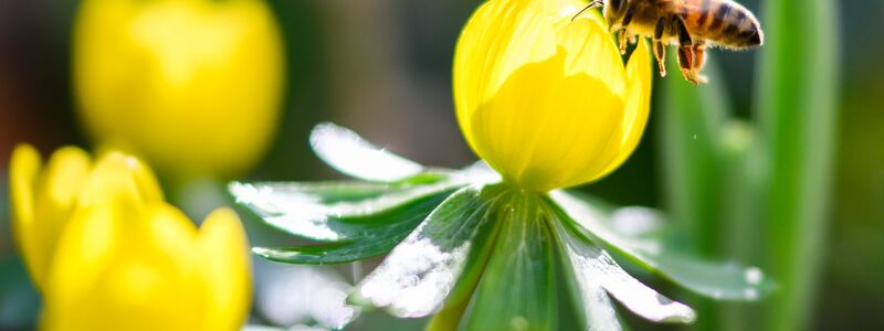 Das warme und sonnige Wetter löst Frühlingsgefühle aus. - Foto: Julian Stratenschulte/dpa