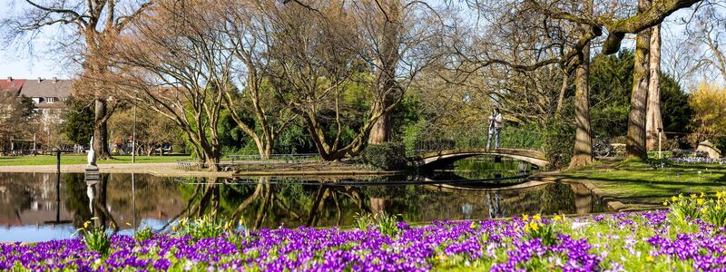 Krokusse blühen im Freiburger Stadtgarten. - Foto: Philipp von Ditfurth/dpa