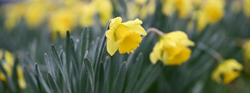 Die Natur erwacht: Auch Osterglocken blühen schon. - Foto: Florian Wiegand/dpa