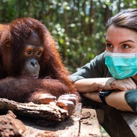 ZDF zeigt Orang-Utan-Auswilderung auf Borneo in Terra X - Foto: presseportal.de