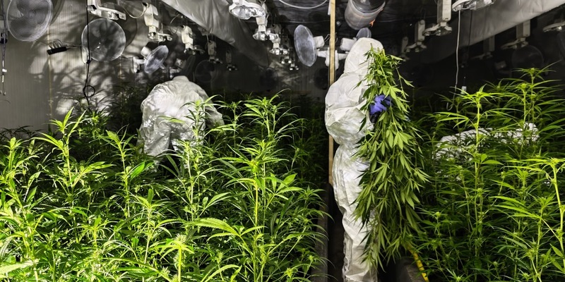 POL-UN: Bergkamen - Polizei entdeckt Cannabisplantage in Lagerhalle - Foto: presseportal.de