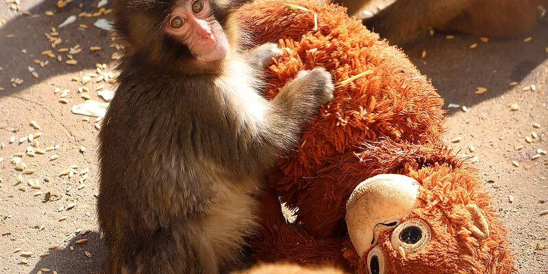 Affenbaby Punch zieht in Japan Massen an Besucher an.  - Foto: -/@ichikawa_zoo/dpa