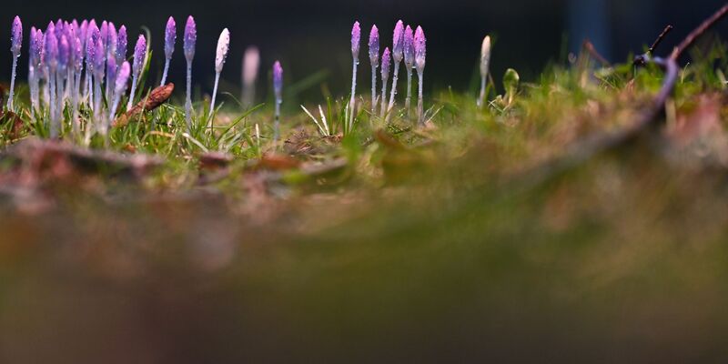 Die nun angenehmeren Temperaturen locken auch die Krokusse hervor. - Foto: Lars Penning/dpa