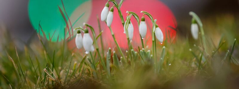 Die ersten Schneeglöckchen wagen sich aus der Erde. (Archivbild) - Foto: Thomas Warnack/dpa