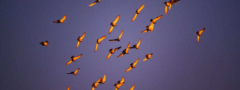 In der Dämmerung stimmen viele Vogelarten zum Morgenkonzert ein. (Archivbild) - Foto: Patrick Pleul/dpa