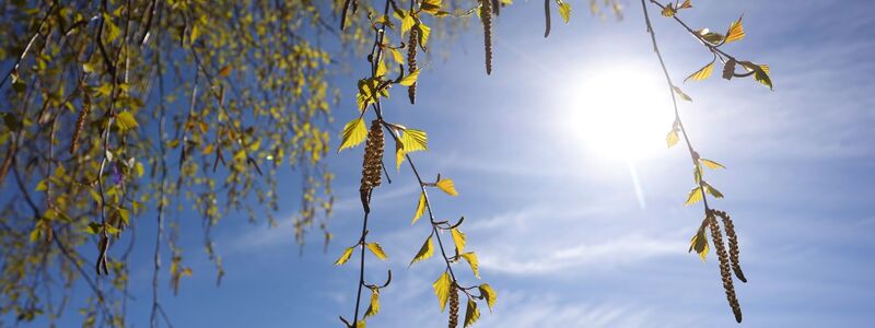 Birkenpollen können teils Hunderte Kilometer weit getragen werden. (Archivbild) - Foto: Karl-Josef Hildenbrand/dpa