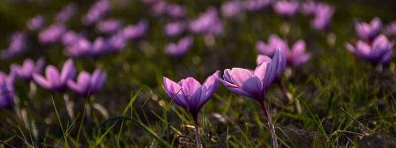 Safran ist als das teuerste Gewürz der Welt bekannt. (Archivbild) - Foto: Saqib Majeed/SOPA Images via ZUMA Press Wire/dpa