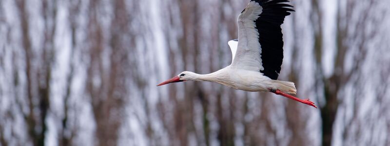 Der Storch gilt als einer der Vorboten für den nahenden Frühling. - Foto: Uwe Anspach/dpa
