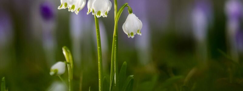 Die Temperaturen bleiben mild.  - Foto: Thomas Warnack/dpa