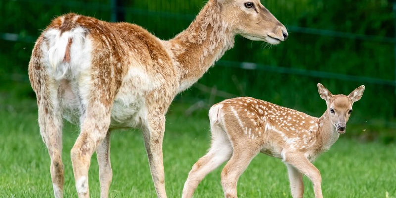 Der Regenwald ist weit. Der Zoo um die Ecke. / Zum World Wildlife Day am 3. März betont Zooverband VdZ: Moderne Zoos sind Motoren des Artenschutzes und wohnortnahe Plätze für Naturerfahrung - Foto: presseportal.de