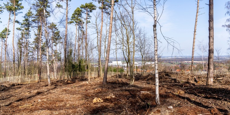 lavera Waldprojekt - 7500 neue Bäume für die Bantorfer Höh - Foto: presseportal.de