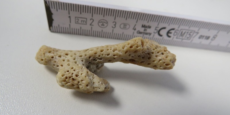 HZA-HN: 3. März 2026: Tag des Artenschutzes Zoll hilft, bedrohte Tiere und Pflanzen zu schützen - Foto: presseportal.de