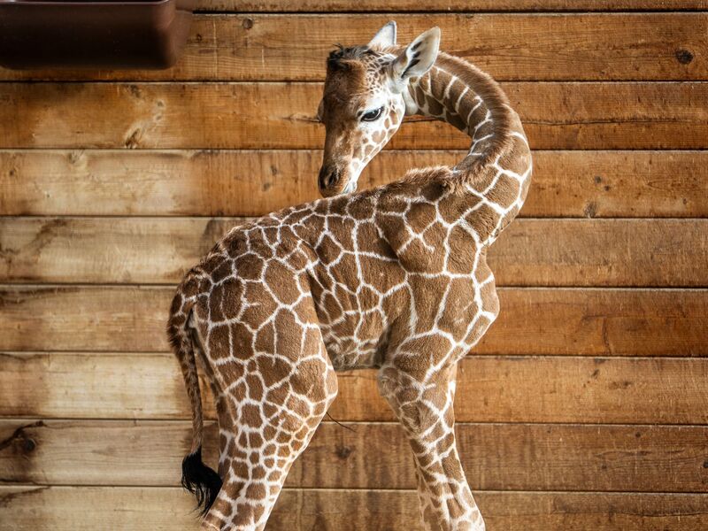 Netzgiraffen gelten als eine besonders bedrohte Tierart. - Foto: Andreas Arnold/dpa