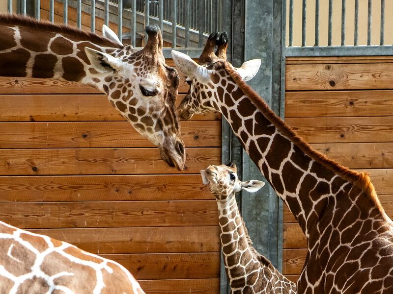 Bald darf Mumbi auch das Außengelände entdecken – zusammen mit ihrer Giraffenherde und anderen Tierarten wie Zebras, Gnus und Impalas. - Foto: Andreas Arnold/dpa