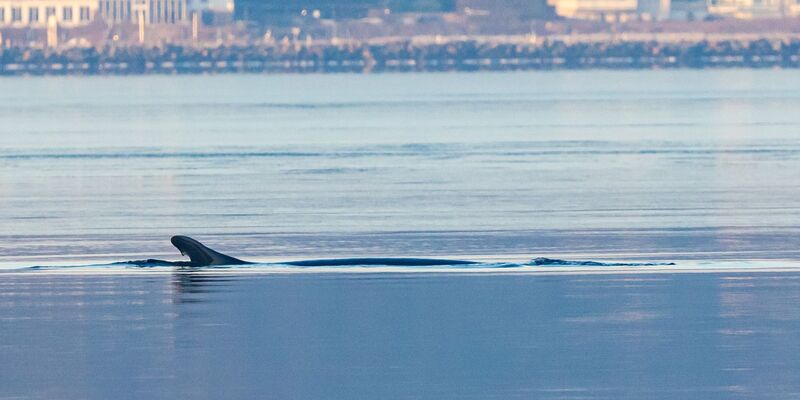 Anfang des Jahres war mehrfach ein Wal in der Flensburger Förde gesichtet worden. Nun schwamm ein solches Tier vor Wismar. (Archivbild) - Foto: Ulrich Perrey/dpa